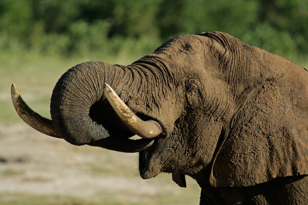 Portrait of an African elephant (Loxodonta africana) drinking water, Hwange National Park, Zimbabwe