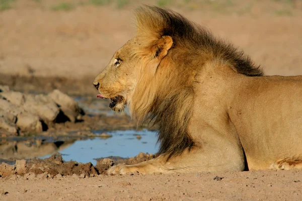 Leão Africano Macho Grande Panthera Leo Água Potável Kalahari África — Fotografia de Stock