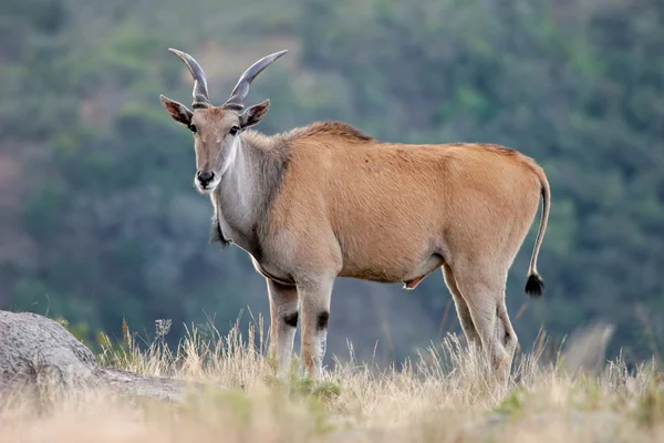 Eland Antelope Grootste Antelope Voor Zuidelijk Afrika — Stockfoto
