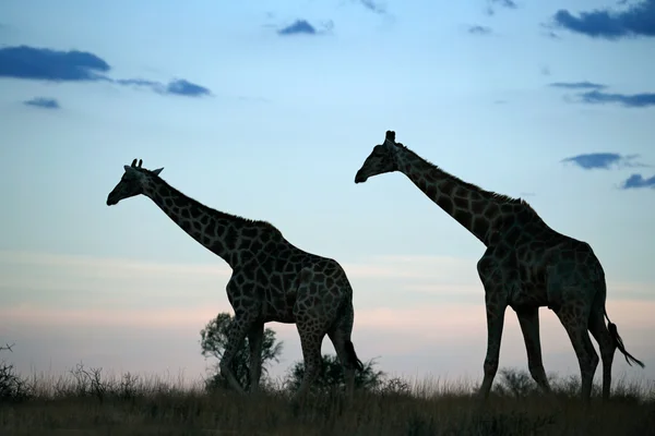 Dvě Žirafy Silueta Proti Pozdně Odpolední Oblohu Mraky Jižní Afrika — Stock fotografie