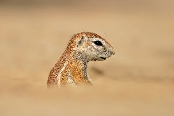 Desert Dwelling Ground Squirrel Xerus Inaurus Калахари Южная Африка — стоковое фото