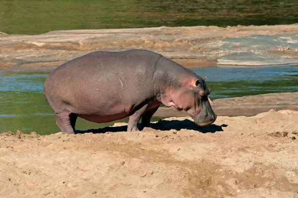 Hipopótamo Hippopotamus Amphibius Parque Nacional Kruger Sudáfrica — Foto de Stock