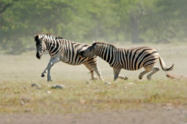 Two plains (Burchell's) Zebras (Equus quagga) fighting, Etosha National Park, Namibia, southern Africa clipart