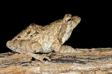 Foam nest frog (Chiromantis xerampelina) camouflaged on the bark of a tree, South Africa clipart