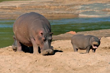 Female hippopotamus (Hippopotamus amphibius) with young calf, Kruger National Park, South Africa clipart