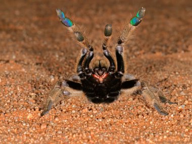 Aggressive African baboon spider in defensive position, South Africa clipart