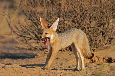 Cape fox (Vulpes chama) clipart