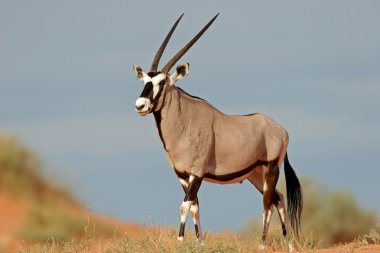 A gemsbok antelope (Oryx gazella) on a red sand dune, Kalahari desert, South Africa clipart