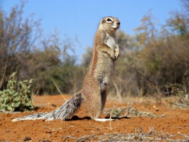 Inquisitive ground squirrel (Xerus inaurus), Kalahari, South Africa clipart
