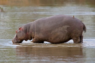 Hippopotamus clipart