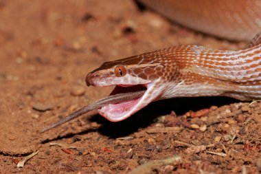 A brown house snake (Lamprophis fuliginosus) swallowing a rat clipart