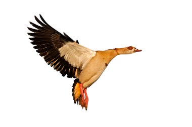 Egyptian goose (Alopochen aegyptiacus) in flight, isolated on white clipart