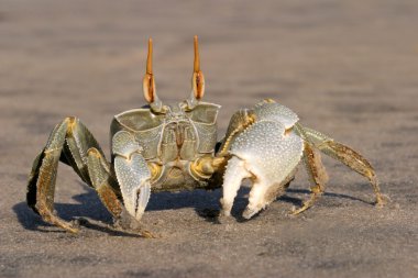 Uyarı hayalet yengeci (ocypode spp.) üzerinde plaj, Mozambik, Güney Afrika