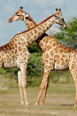 Giraffes clipart