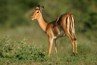 kadın Impala antilop (aepyceros melampus) ile oxpecker kuş, kruger national park, Güney Afrika