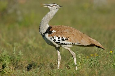 Kori bustard (Ardeotis kori) walking in grassland, Etosha National Park, Namibia, southern Africa clipart