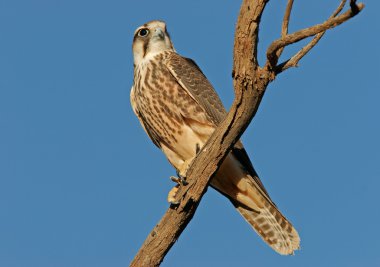 Lanner falcon clipart