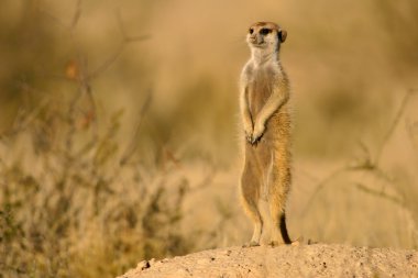 Uyarı meerkat (suricata suricatta) ayakta nöbet, kalahari, Güney Afrika