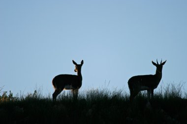 silüeti iki dağ reedbuck (redunca fulvorufula), Güney Afrika