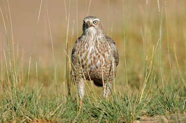 Pale Chanting Goshawk clipart