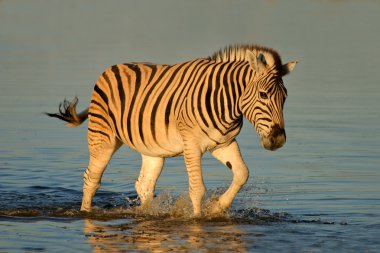 Plains (Burchell's) Zebra (Equus quagga) walking in water, late afternoon, Etosha National Park, Namibia, southern Africa clipart