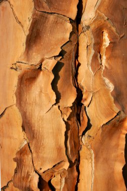 Quiver tree bark clipart