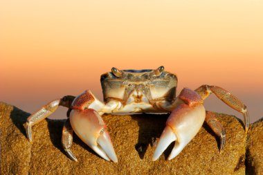 A common shore crab (Cyclograpsus punctatus) on a rock against a red sky, South Africa clipart