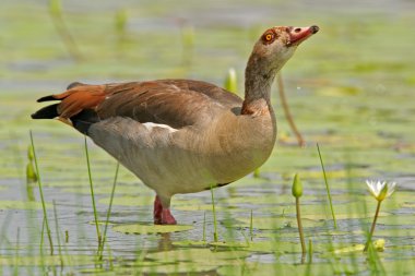 Egyptian goose clipart