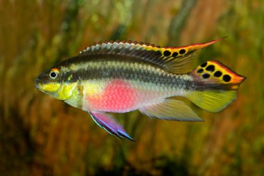 Colorful kribensis or purple cichlid (Pelvicachromis pulcher) from Nigeria clipart