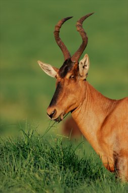 Kırmızı hartebeest portresi