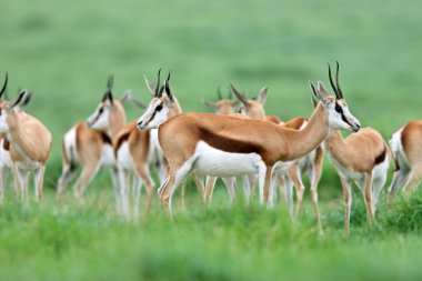 Herd of springbok antelopes (Antidorcas marsupialis), South Africa clipart