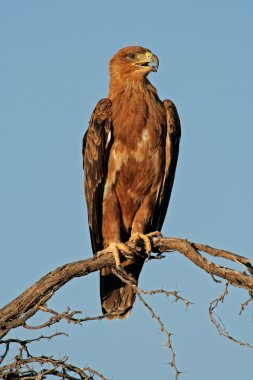 sarımsı kahverengi kartal (aquila rapax) tünemiş bir şube, kalahari, Güney Afrika