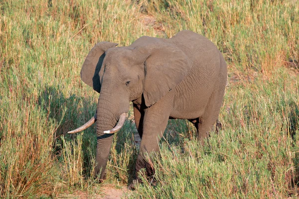 Büyük Afrika Boğa Fili Loxodonta Africana Kruger Ulusal Parkı Güney — Stok fotoğraf