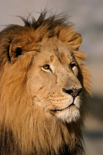 Großer männlicher Löwe — Stockfoto