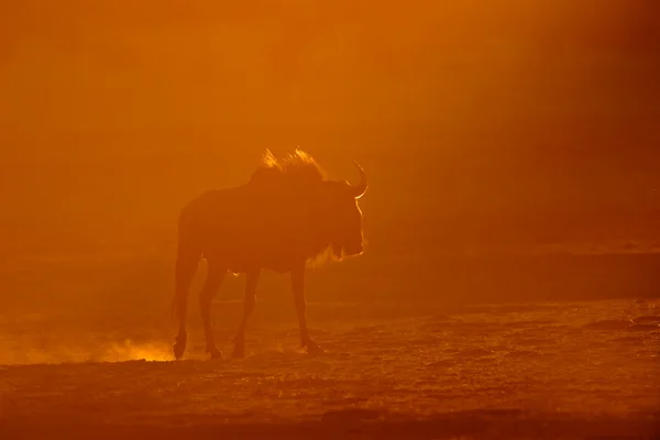Wildebeest biru dalam debu — Stok Foto