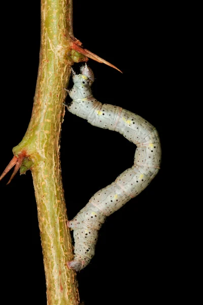 Caterpillar Gren Mot Mörk Bakgrund — Stockfoto