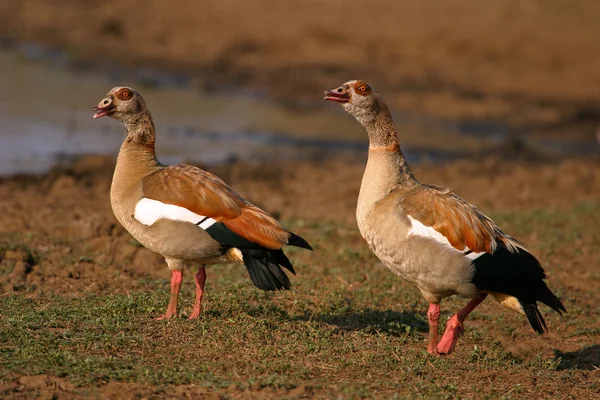 Pair Egyptian Geese Alopochen Aegyptiacus Kruger National Park South Africa — Stock Photo, Image