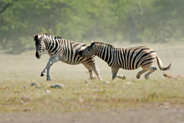 Dwie Równiny Burchell Zebry Equus Quagga Walki Etosha National Park — Zdjęcie stockowe