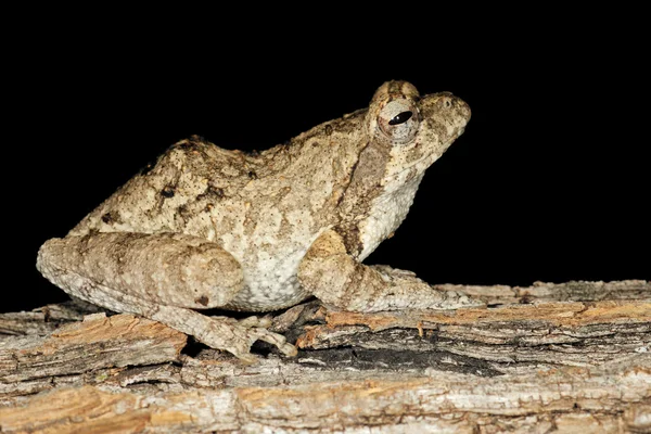 Pěnové Hnízdo Žába Chiromantis Xerampelina Maskovaný Kůru Stromu Jižní Afrika — Stock fotografie