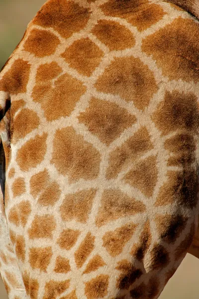 Vista Cerca Piel Una Jirafa Giraffa Camelopardalis — Foto de Stock