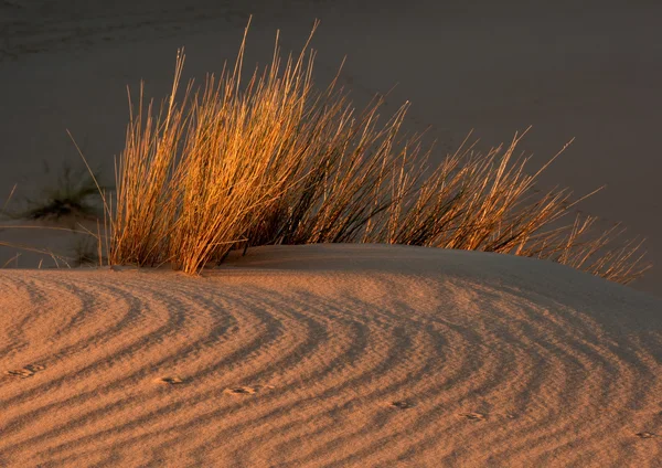 Wüstengräser Auf Einer Strukturierten Sanddüne Späten Nachmittagslicht Südafrika — Stockfoto