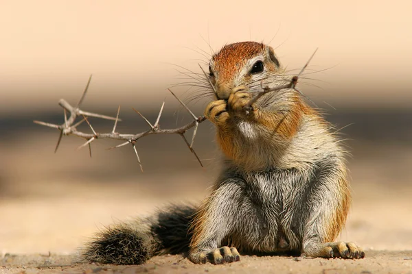 Esquilo em terra — Fotografia de Stock