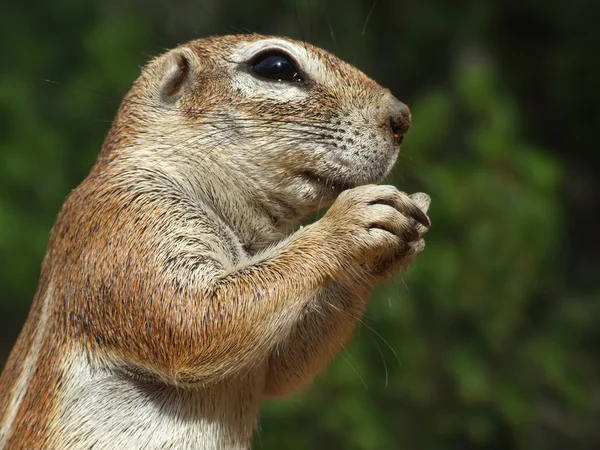 Close Feeding Ground Squirrel Xerus Inaurus Kalahari South Africa — Stock Photo, Image