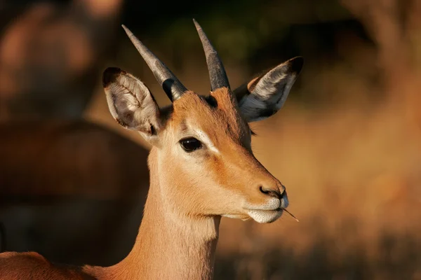 Porträtt Omogen Impala Aepyceros Melampus Kruger National Park Sydafrika — Stockfoto