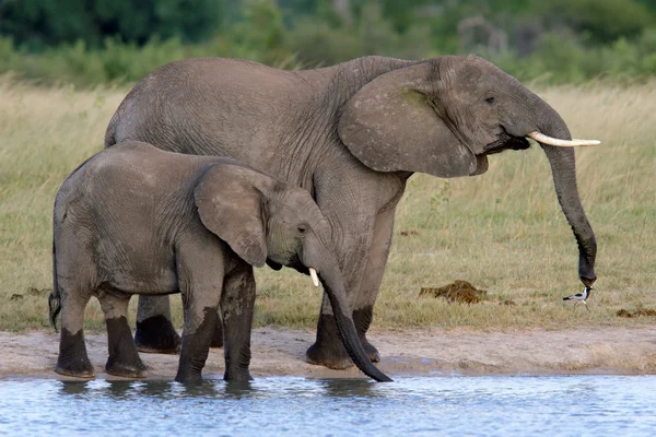Afrikanska elefanter — Stockfoto