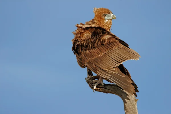 Bateleur eagle — Stockfoto