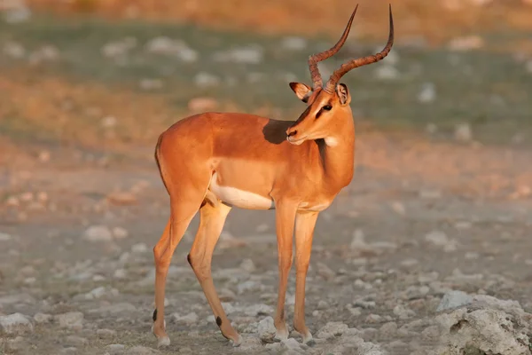 Impala Cara Negra Masculino Última Hora Tarde Parque Nacional Etosha —  Fotos de Stock