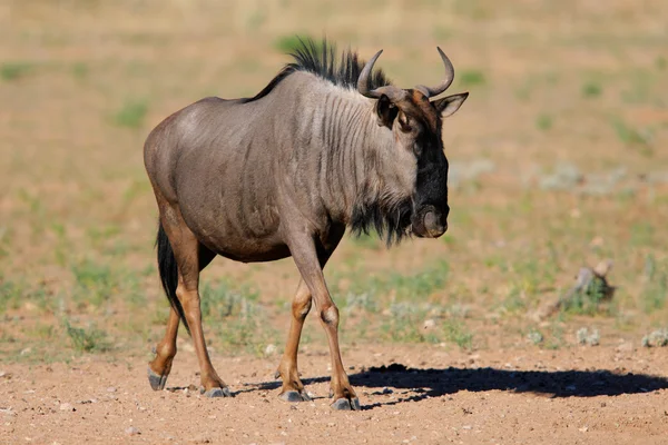 Blue Wildebeest Connochaetes Taurinus Deserto Kalahari África Sul — Fotografia de Stock