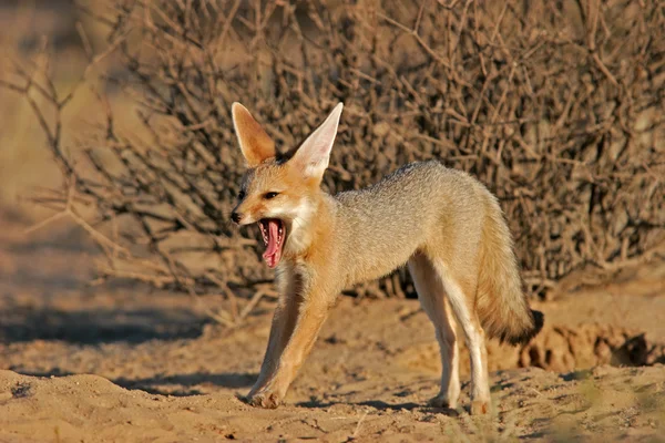 Cape räv (Vulpes chama) — Stockfoto