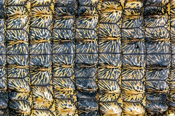 ナイルのワニ クロコダイラス Niloticus の荒い 織り目加工の皮膚南部アフリカ — ストック写真